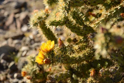 DSC_1837 (Large).JPG